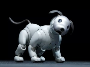 aibo