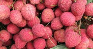 Litchi